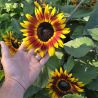 Tournesol (Helianthus) Ms. Mars