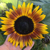 Tournesol (Helianthus) Ms. Mars