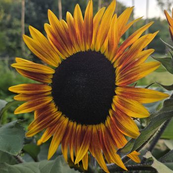 Tournesol (Helianthus) Ms. Mars