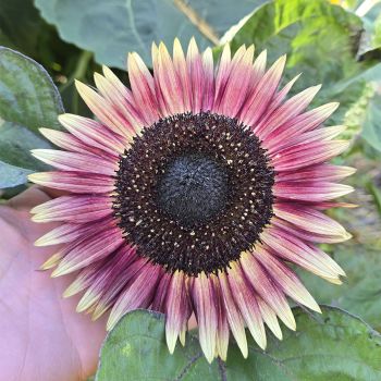 Tournesol (Helianthus) Ms. Mars