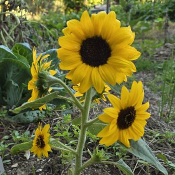 Helianthus (tournesol) Waooh!