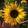 Helianthus (tournesol) Waooh!