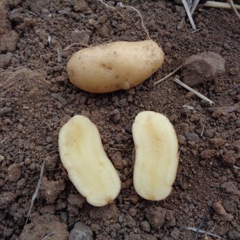 Pomme de terre Belle de Fontenay