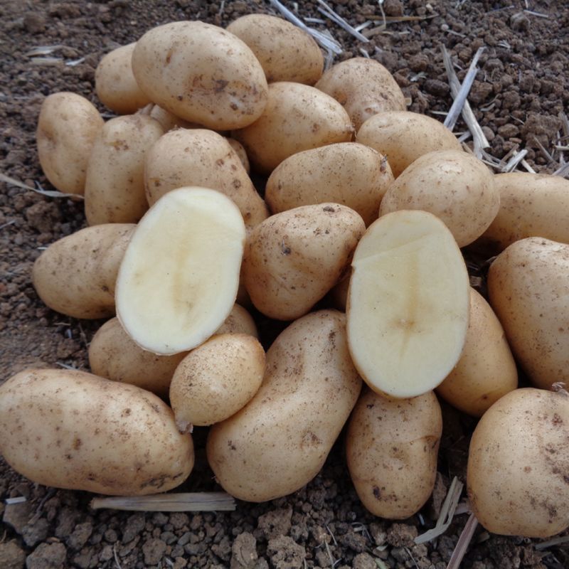 Pomme de terre Spunta