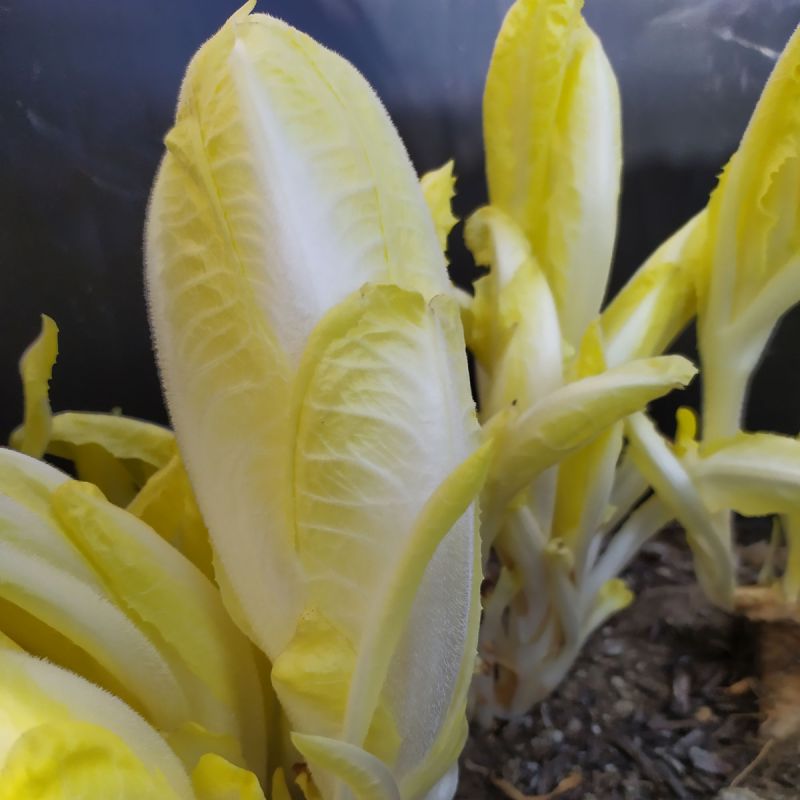 Chicorée endive Witloof