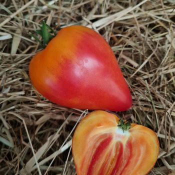 Plant de Tomate Anacoeur