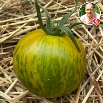 Plant de Tomate Green Zebra