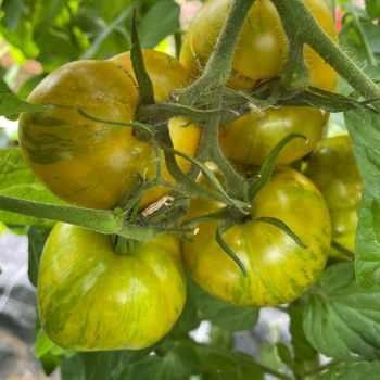 Plant de Tomate Green Zebra