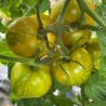 Plant de Tomate Green Zebra