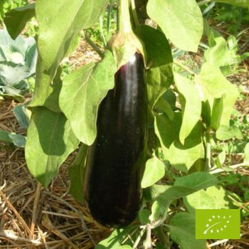 Plant d'Aubergine Baluroi F1 Bio