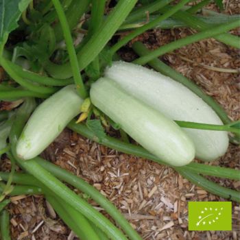 Plant de Courgette Blanche de Trieste Bio