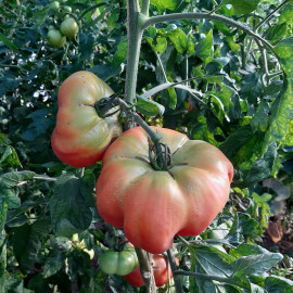 plant Tomate Montserrat