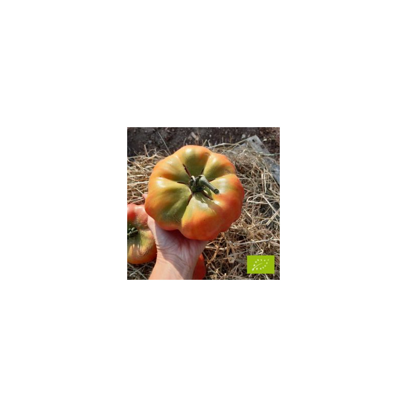 Tomate Montserrat Bio