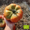 Tomate Montserrat Bio