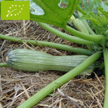 Plant de Courgette Genovese Bio