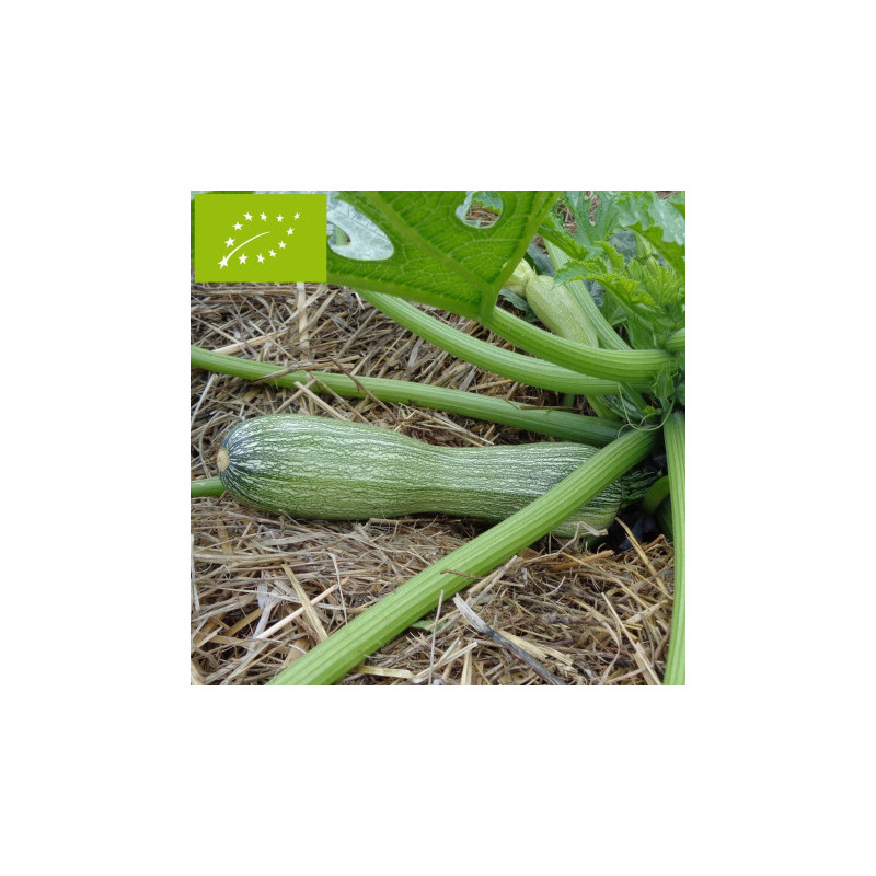 Plant de Courgette Genovese Bio