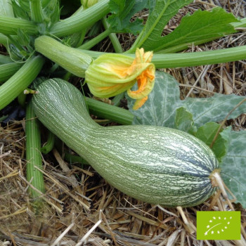 Plant de Courgette Genovese Bio