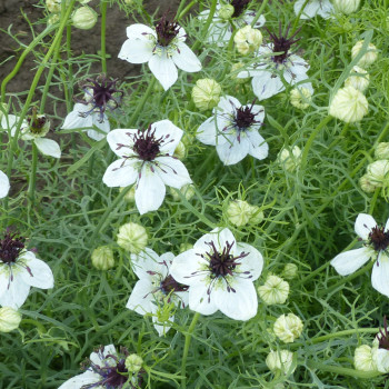 Nigelle d'Espagne Eclipse