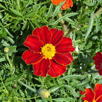 Tagetes (oeillet d'Inde) Red Favourite