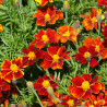 Tagetes (oeillet d'Inde) Red Favourite