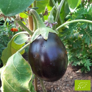 Collection d'aubergines Bio (x3)