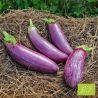 Collection d'aubergines Bio (x3)