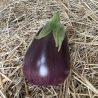 Collection d'aubergines "Les classiques" (x3)