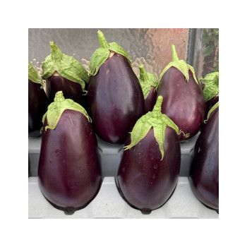 Collection d'aubergines "Les Productives" (x3)