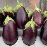 Collection d'aubergines "Les Productives" (x3)