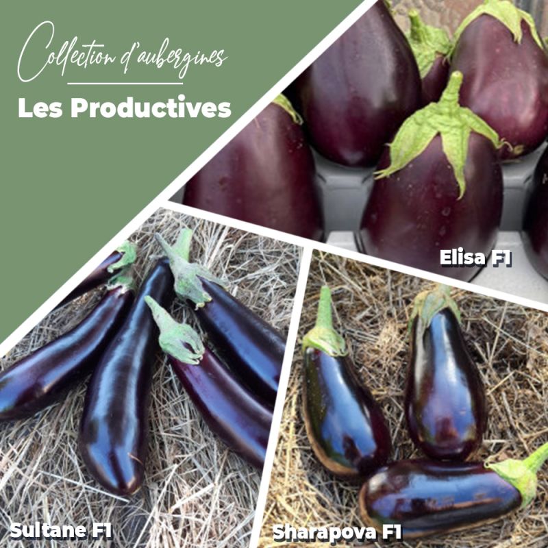 Collection d'aubergines "Les Productives" (x3)