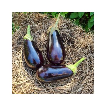 Collection d'aubergines "Les Productives" (x3)