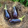 Collection d'aubergines "Les Productives" (x3)