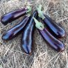 Collection d'aubergines "Les Productives" (x3)