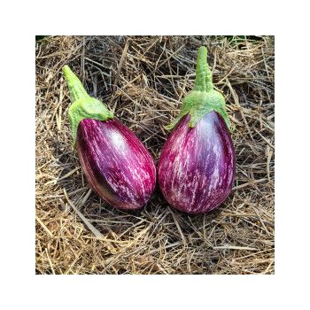 Collection d'aubergines "Les colorées (ou pas!)" (x3)