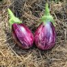 Collection d'aubergines "Les colorées (ou pas!)" (x3)