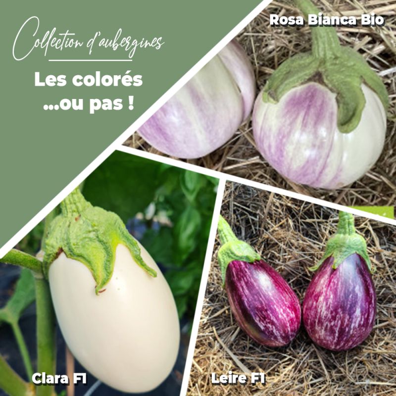 Collection d'aubergines "Les colorées (ou pas!)" (x3)