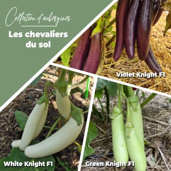 Collection d'aubergines "Les chevaliers du sol" (x3)