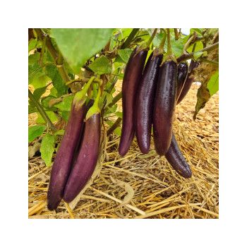 Collection d'aubergines "Les chevaliers du sol" (x3)