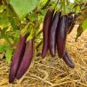 Collection d'aubergines "Les chevaliers du sol" (x3)