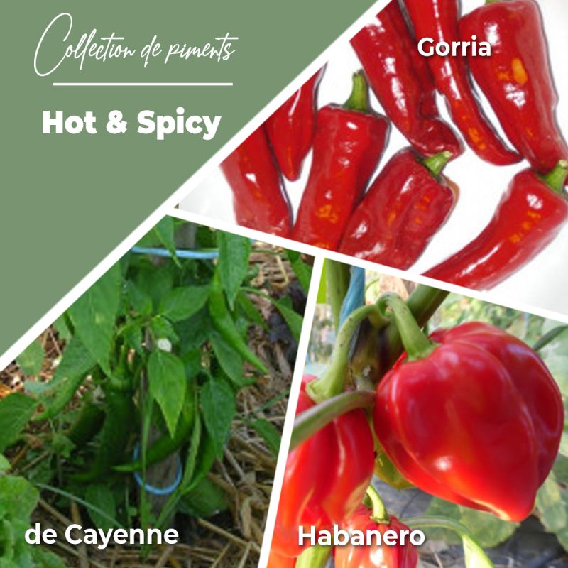 Collection de Piments "Hot & Spicy" (x3)