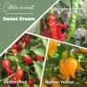 Collection de Piments "Sweet Dream" (x3)