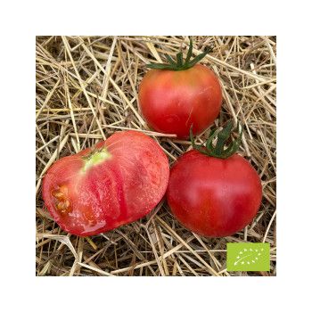 tomate rose de berne bio