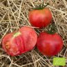 tomate rose de berne bio