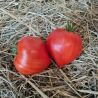 tomate coeur de boeuf cardinal