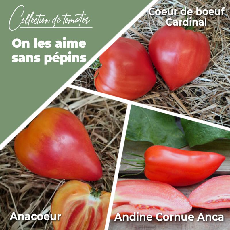 Collection de Tomates "On les aime sans pépins" (x3)