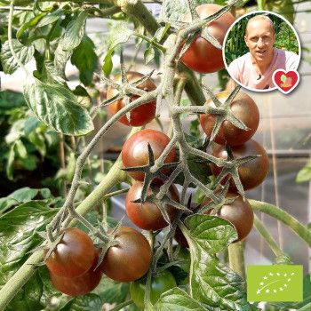 Collection de tomates "Le trio des Légendes" (x3)