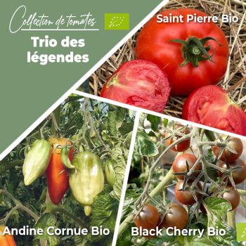 Collection de tomates "Le trio des Légendes" (x3)