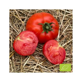 Collection de tomates "Le trio des Légendes" (x3)