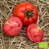 Collection de tomates "Le trio des Légendes" (x3)