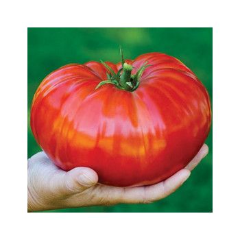 tomate gigantomo f1